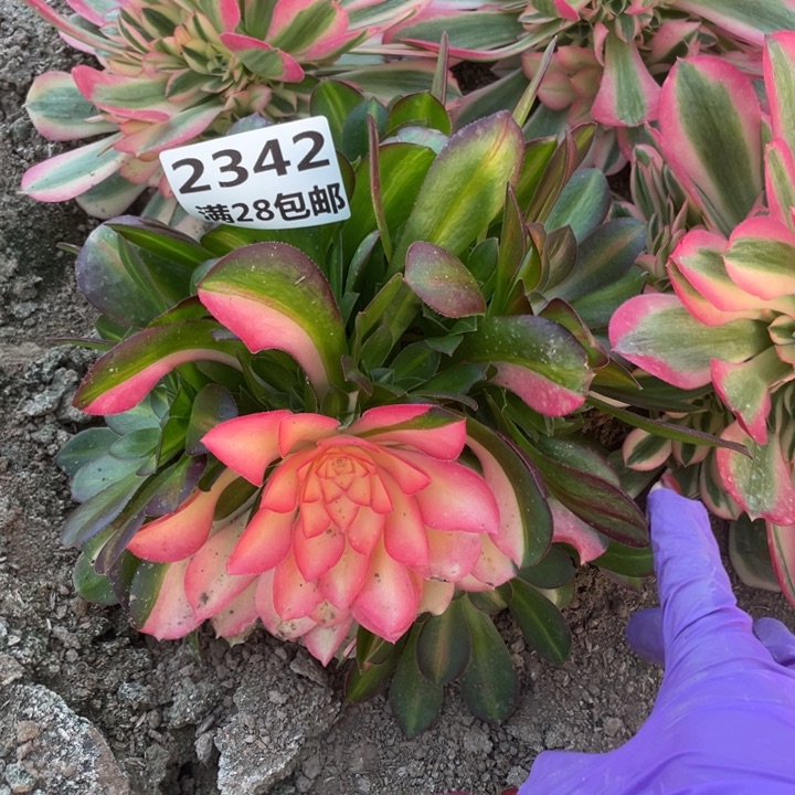 上****赞2342二号棚女巫多肉K