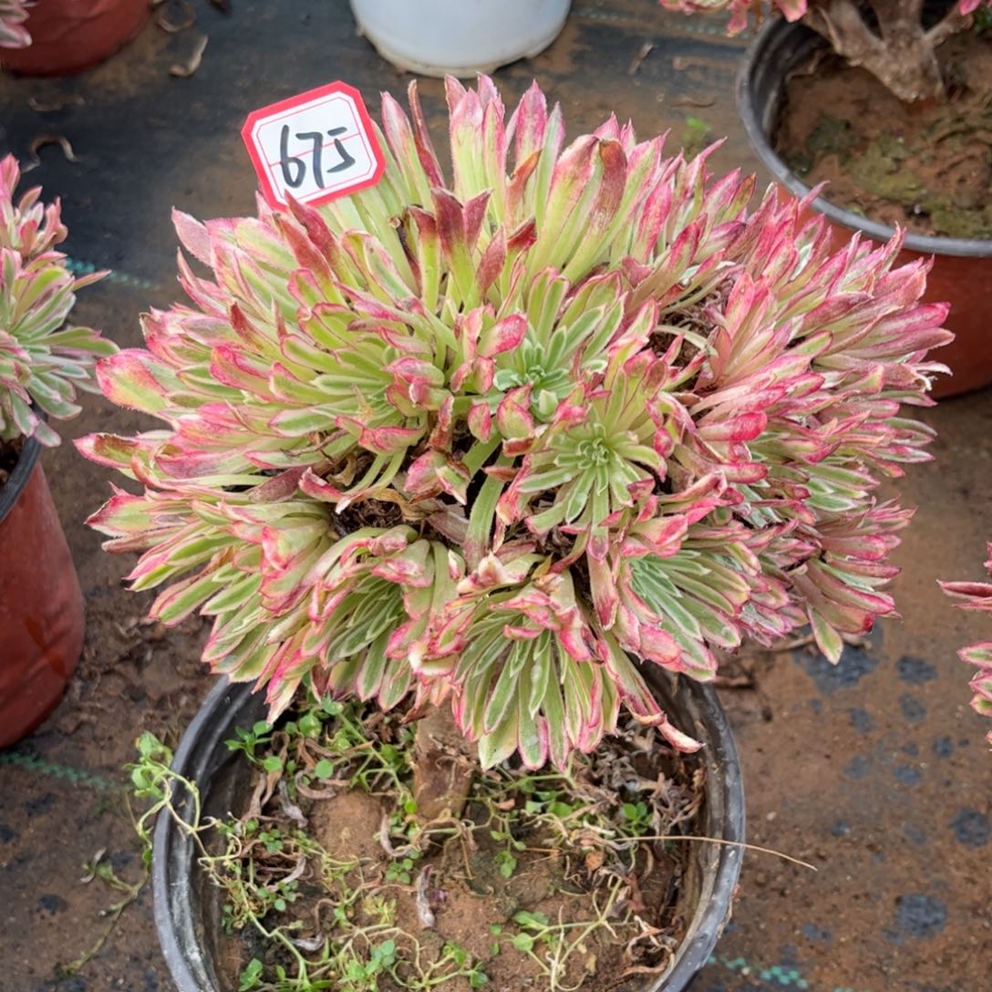 675多肉植物金丝菊朵朵