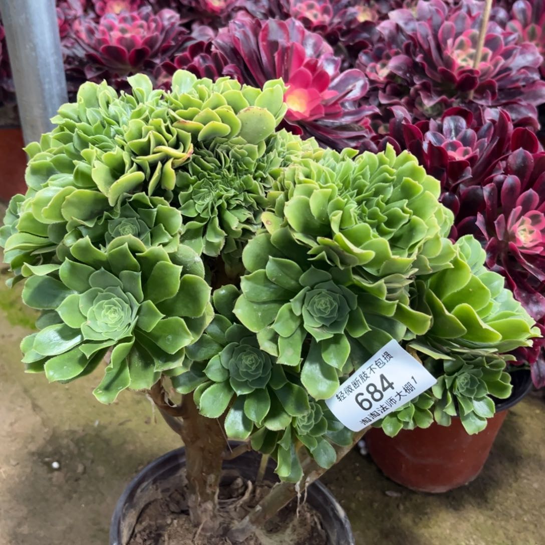 684绿羊绒缀化多肉植物法师