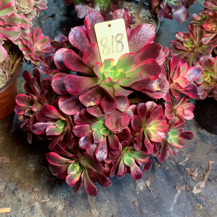 818美杜莎多肉一物一拍