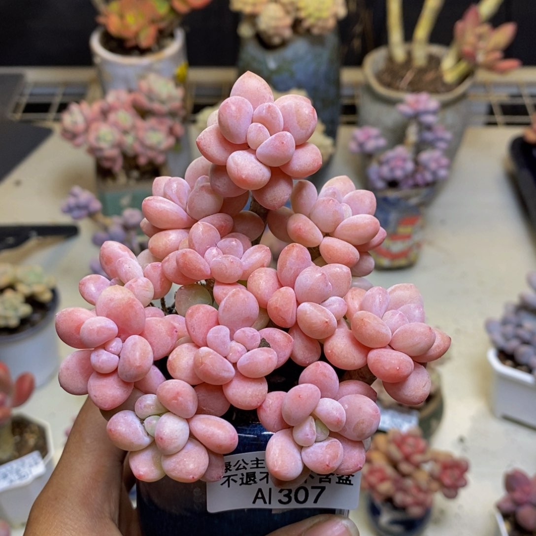 307鱼子酱多肉有断枝