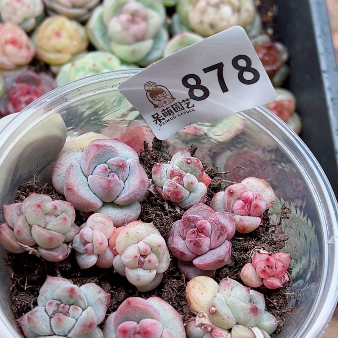 多肉植物多肉植物