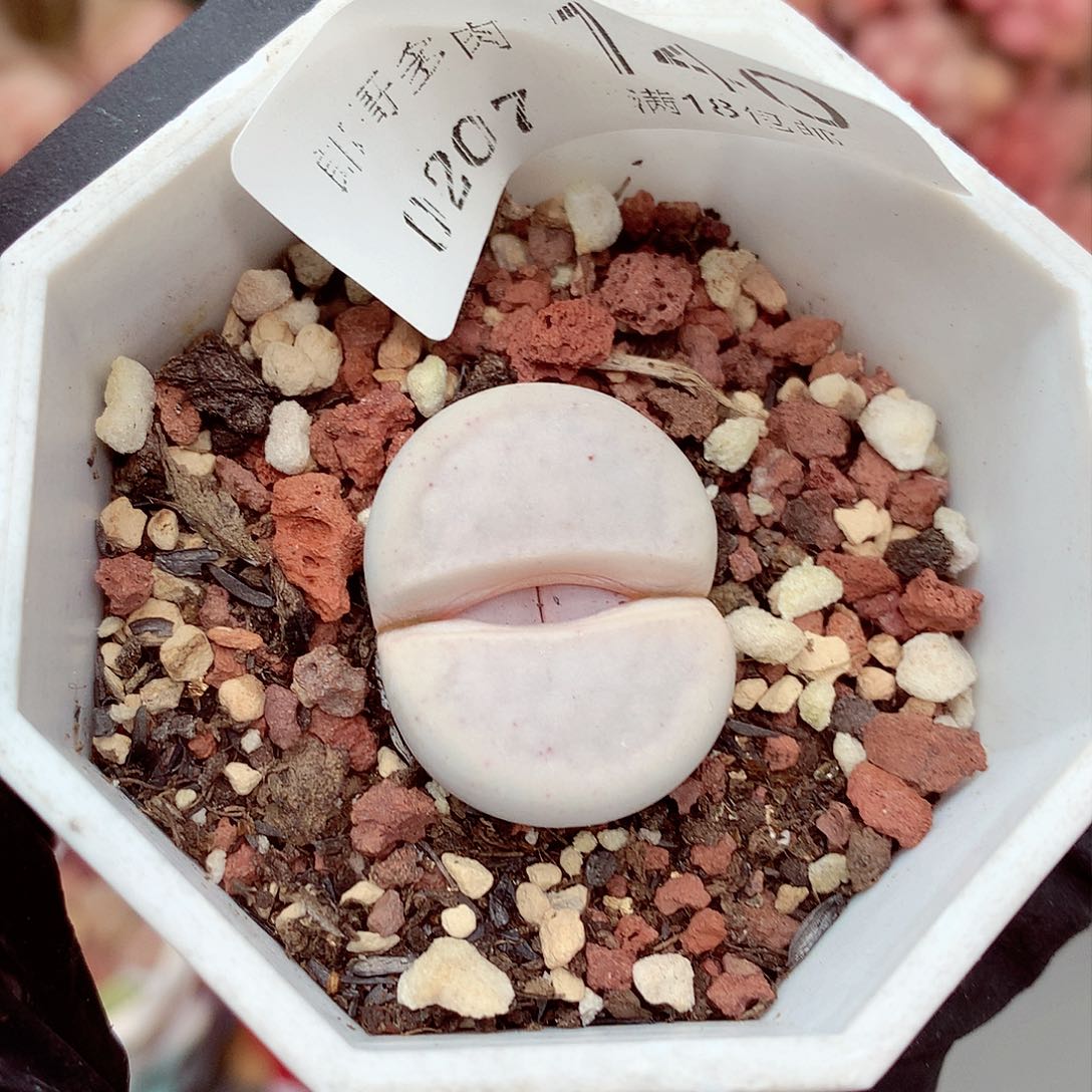 生石花满18包邮7-140