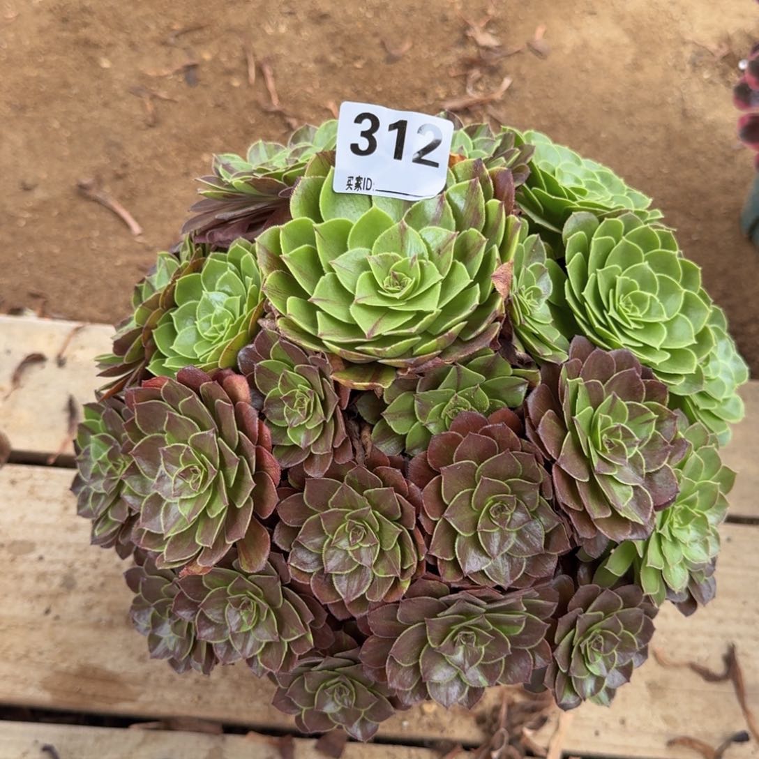 312花月夜多肉植物