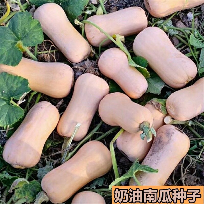 奶油南瓜种子四季可种盆栽家庭阳台小院特色甜糯南瓜种子易种