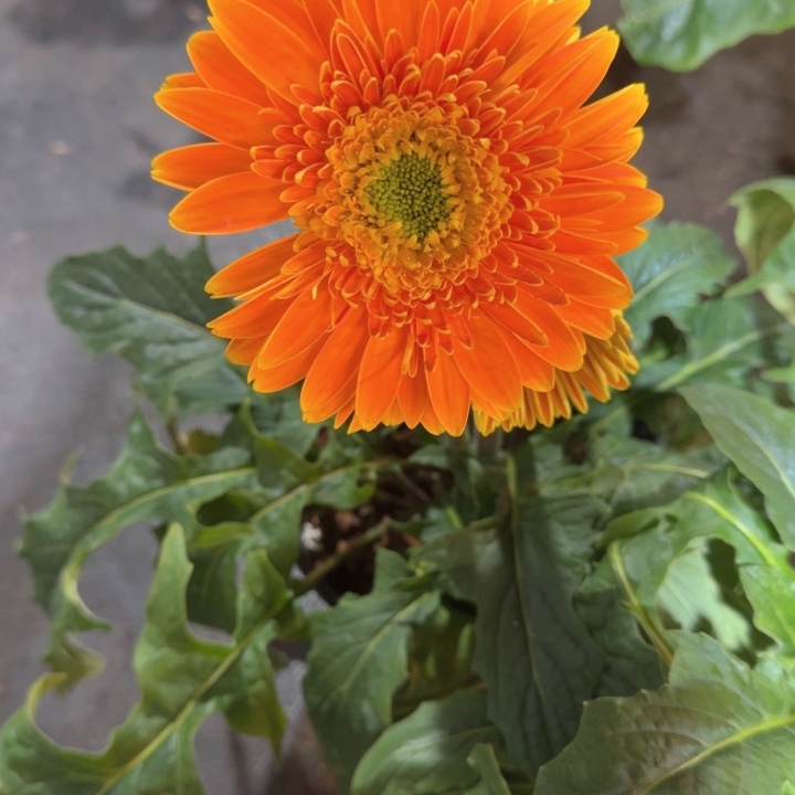 原盆原土一加仑非洲菊大雪菊