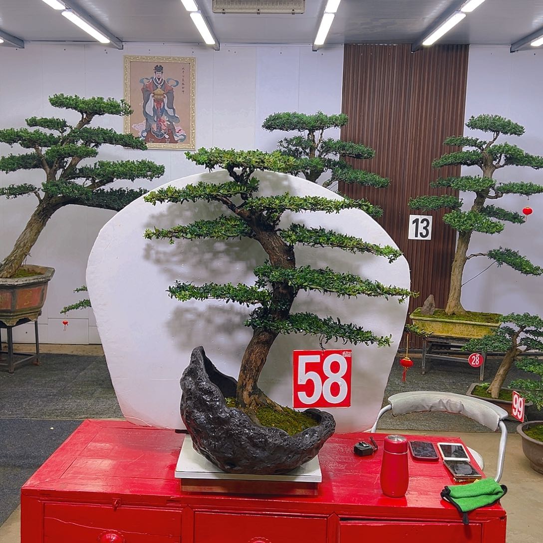 完全开放罗汉松00000000