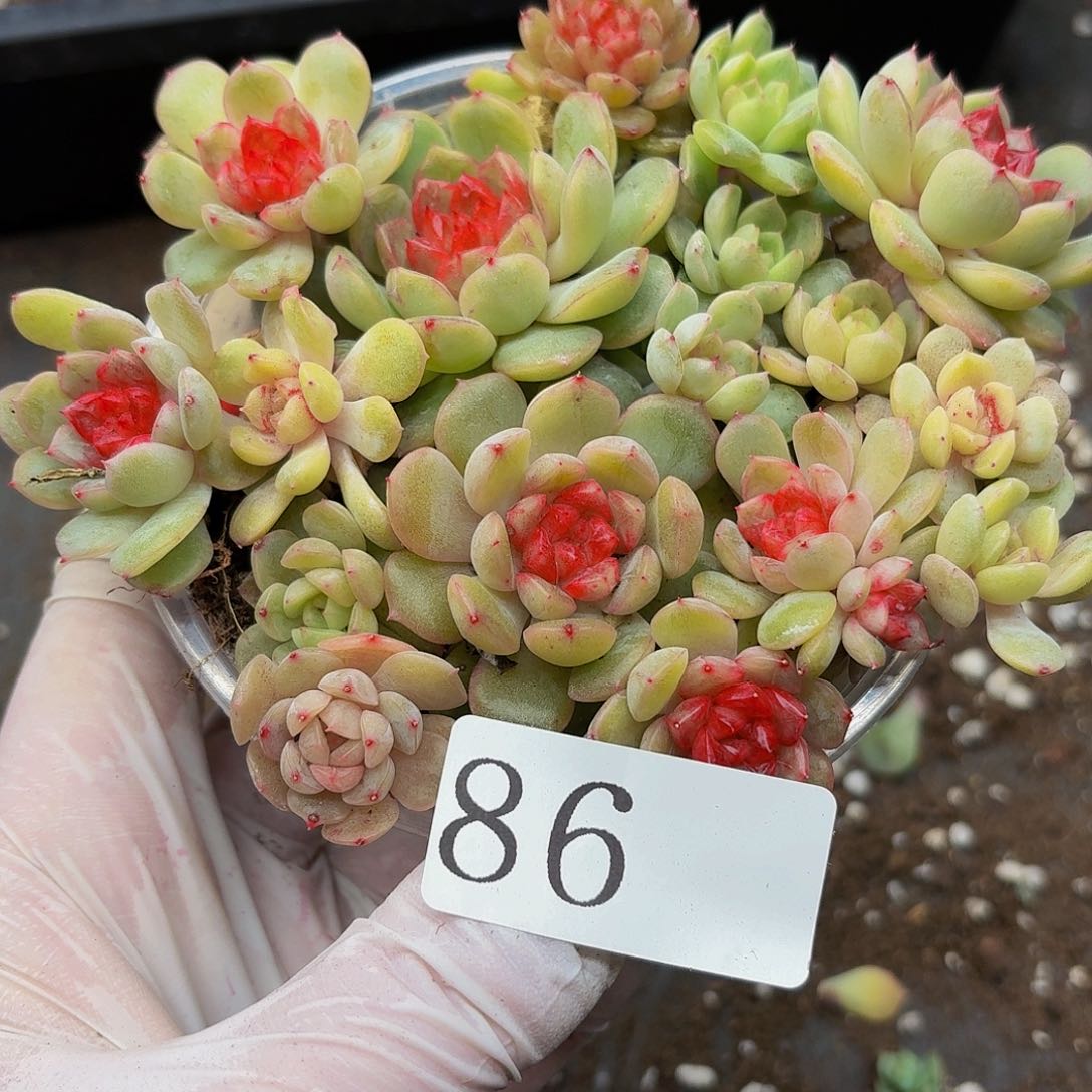 多肉植物多肉植物86