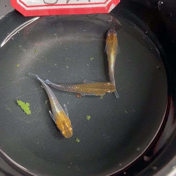 海水鱼墨子的鱼5号暗赤壁