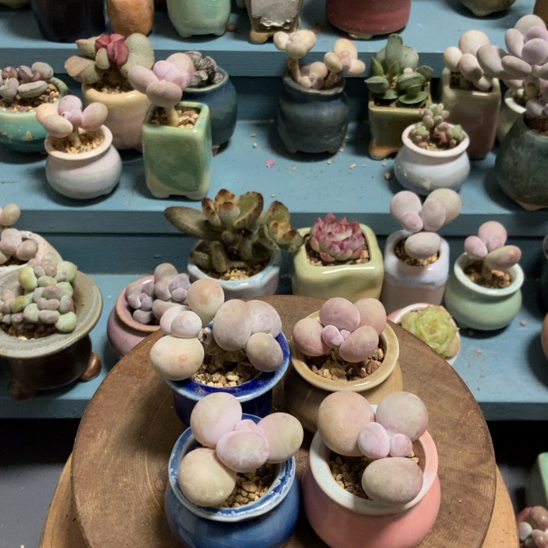 栀****奶酪4颗带盆发货55米