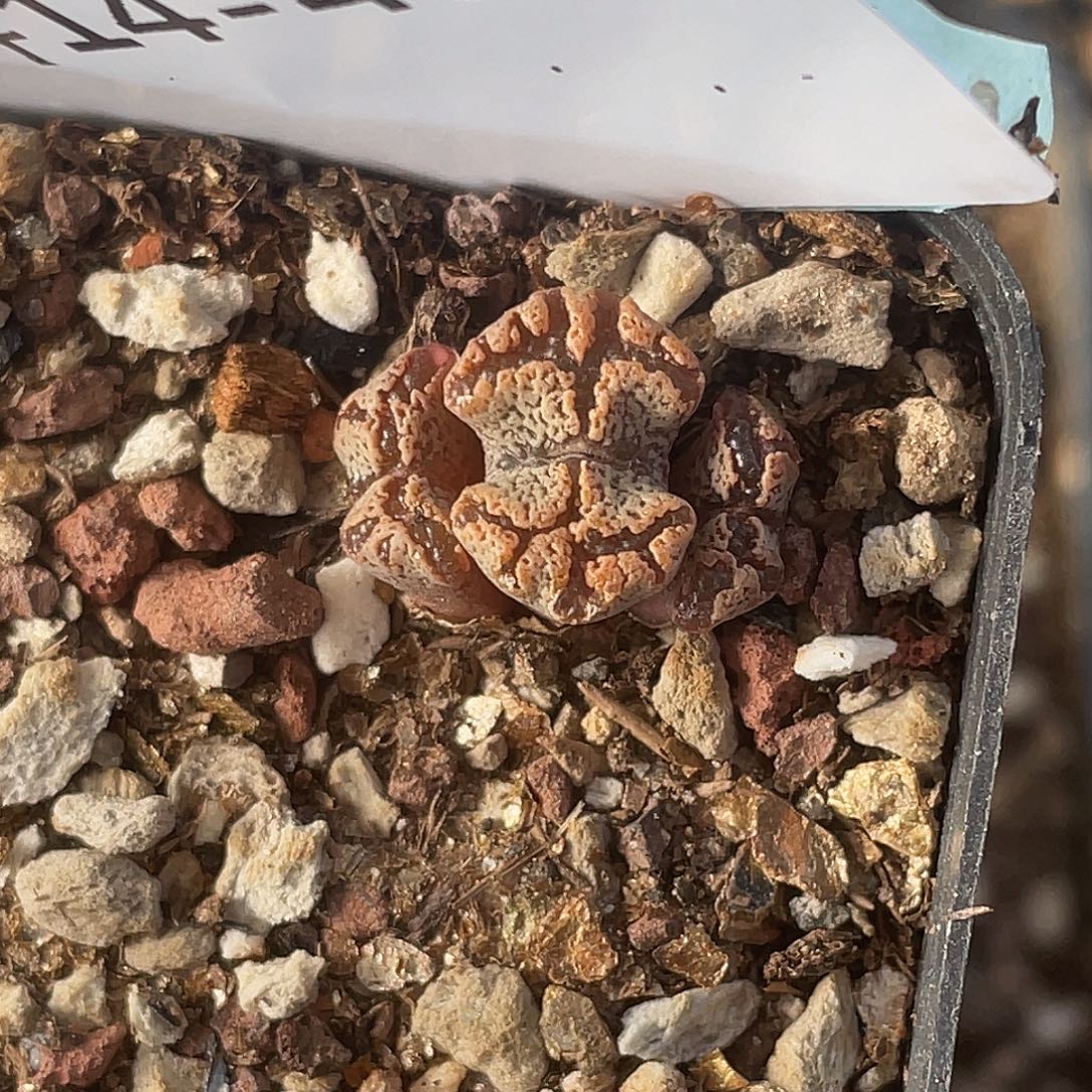 14-46超碟多肉植物