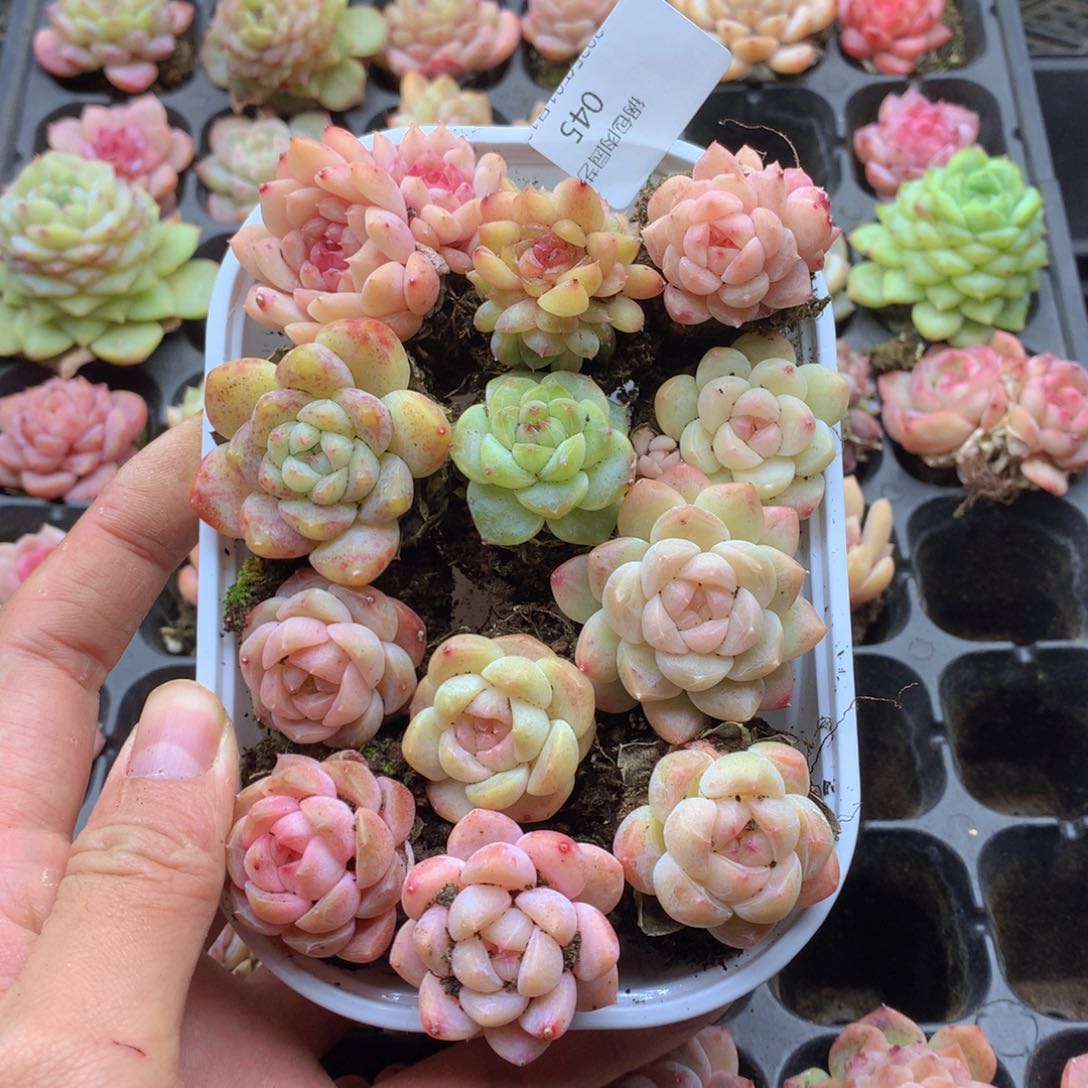 反反复复还是很开心045