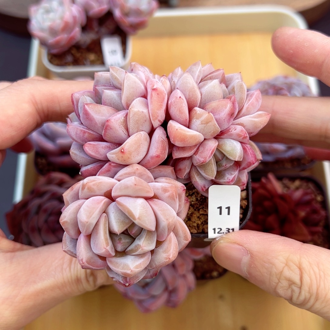 好好看11、哈哈哈哈