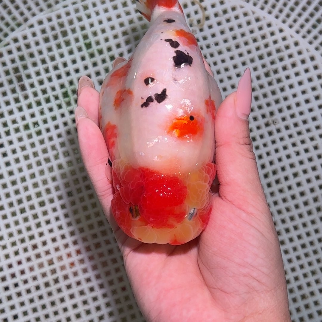 ****學海水鱼兰寿金鱼活体淡水观赏鱼
