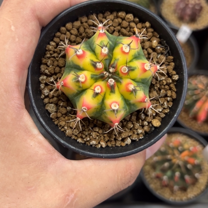 名品球侧芽自根带盆土发货