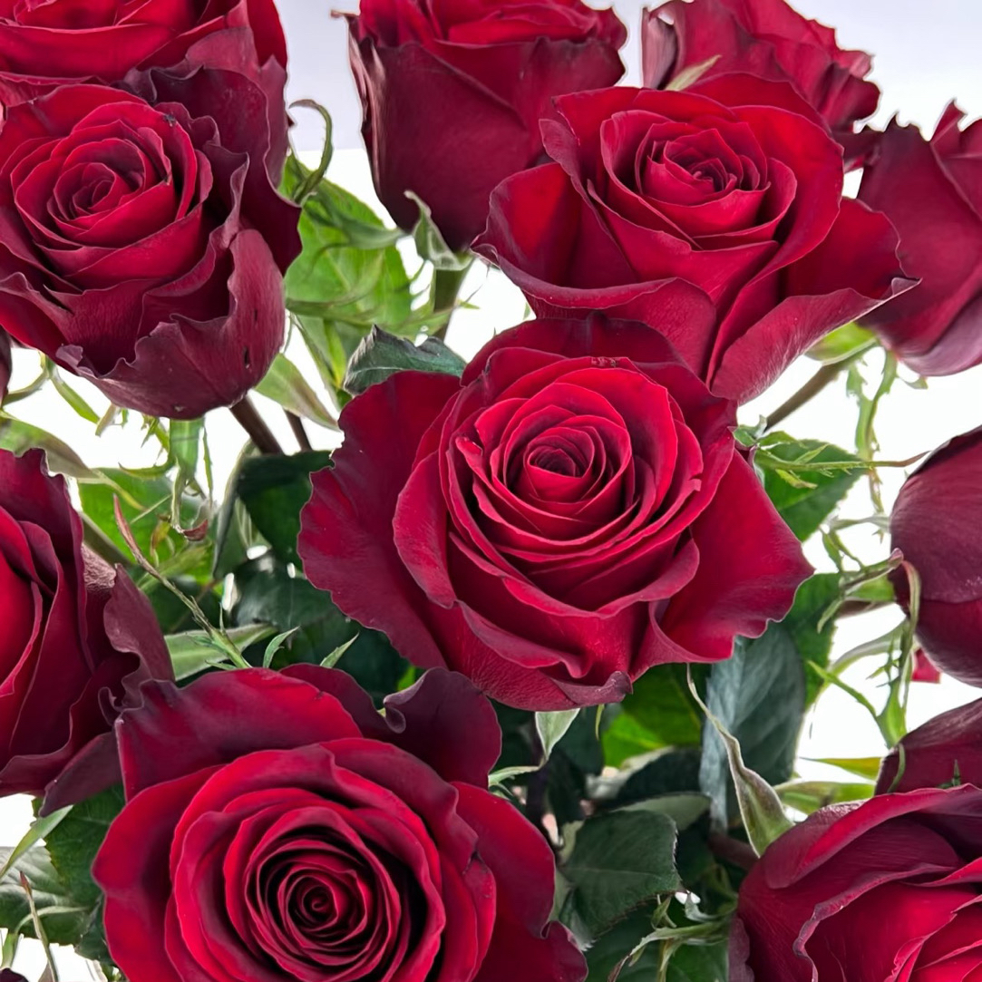 【红丝绒】1加仑红色丝绒质感大盆大苗四季开放盆栽地栽