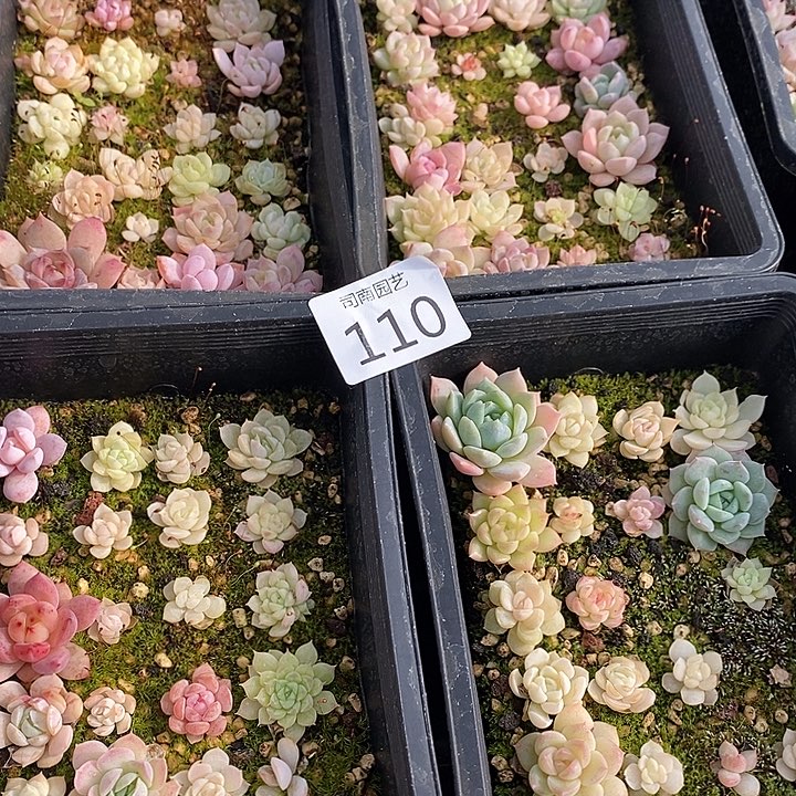 110 多肉植物盆栽花卉