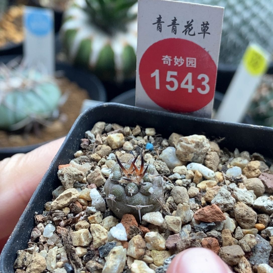 特选逆豹丸一颗仙人球