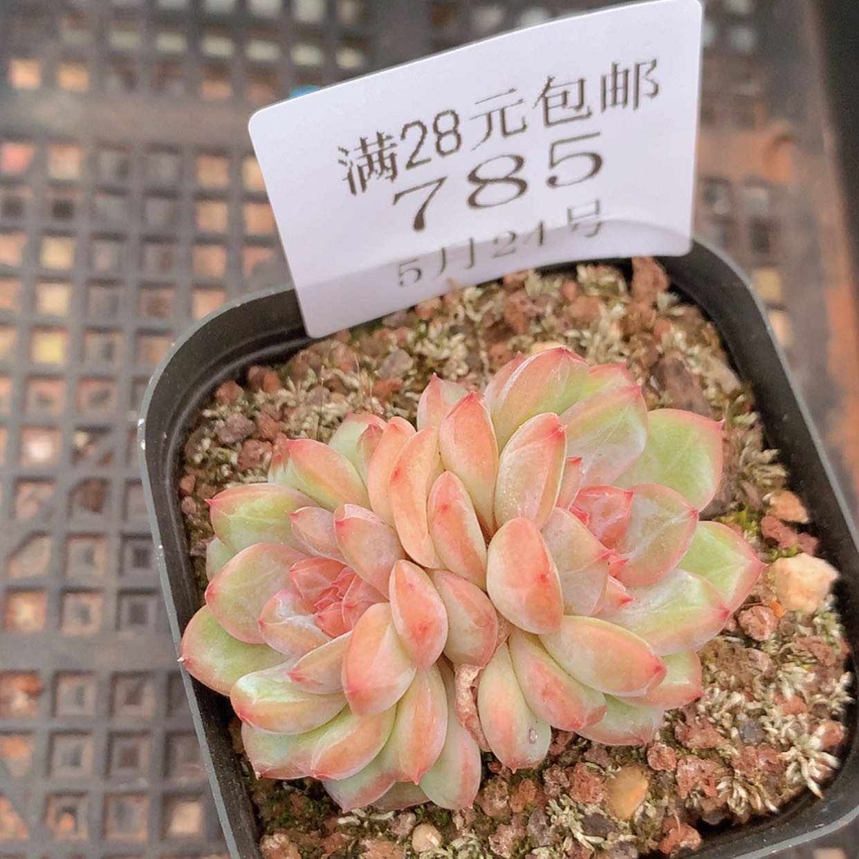 【闪购商品】云785号