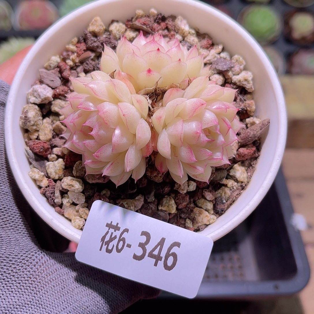 花06-346女王三头