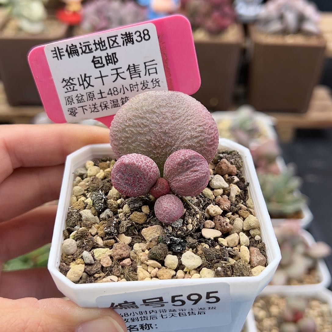 595红烧肉多肉植物