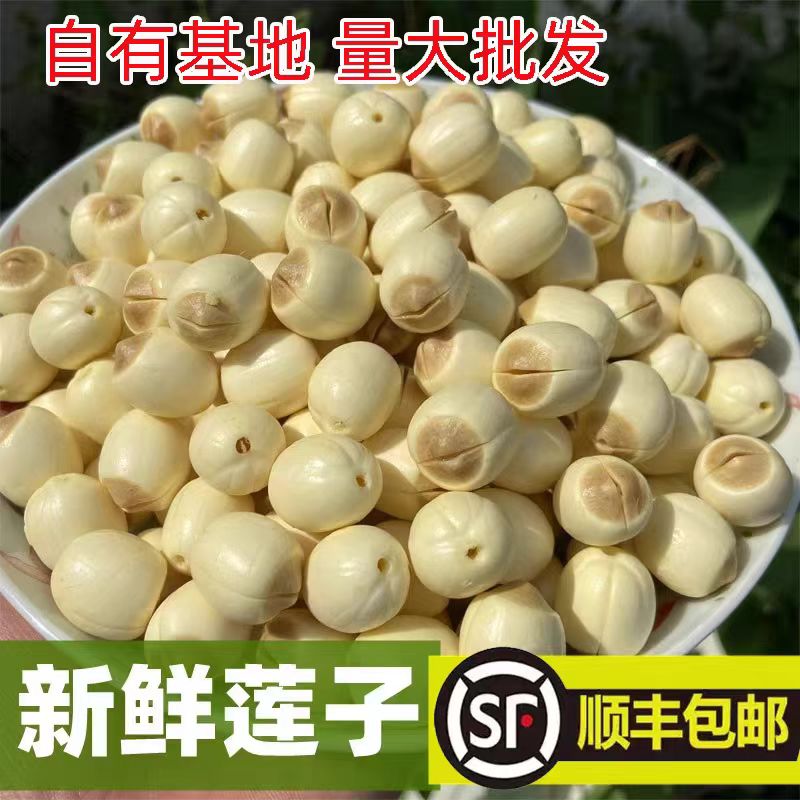 [江西手工鲜莲去芯] 香甜软糯  顺丰包邮香甜粉糯可煲汤煮粥 莲蓬