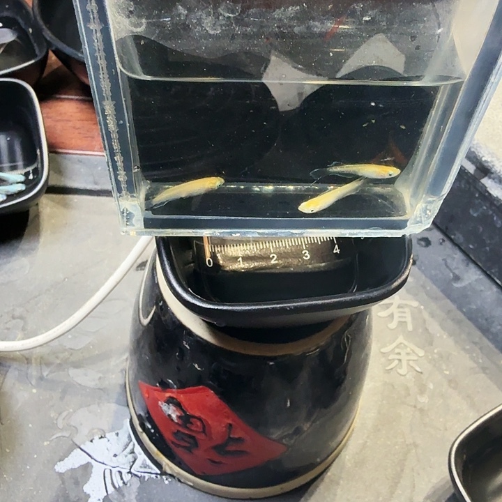 青鳉鱼9号拍品金泊舞鳍