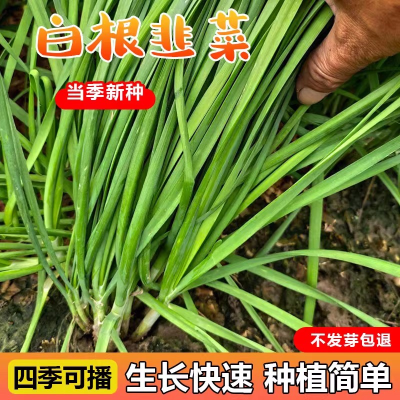 白根韭菜小葱青菜种子四季播种阳台农村庭院多次收割易种