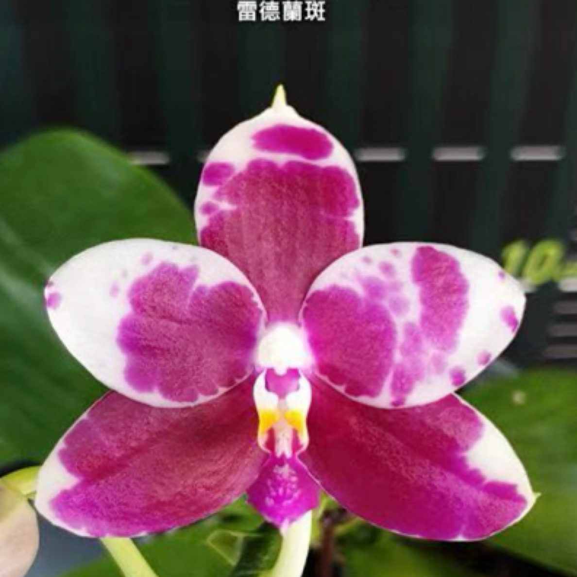 花农杰哥原生种直播专用链接珍奇类雷德兰斑蝴蝶兰