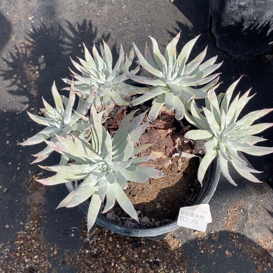 70号法瑞大群瑕疵瑕疵