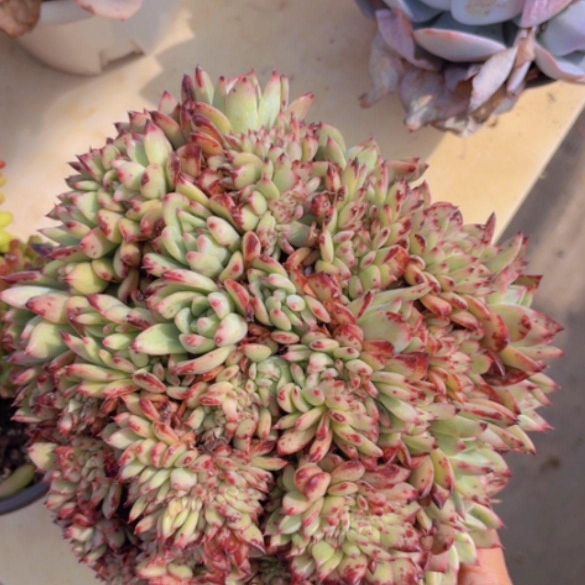 【闪购商品】红拉糖缀1732