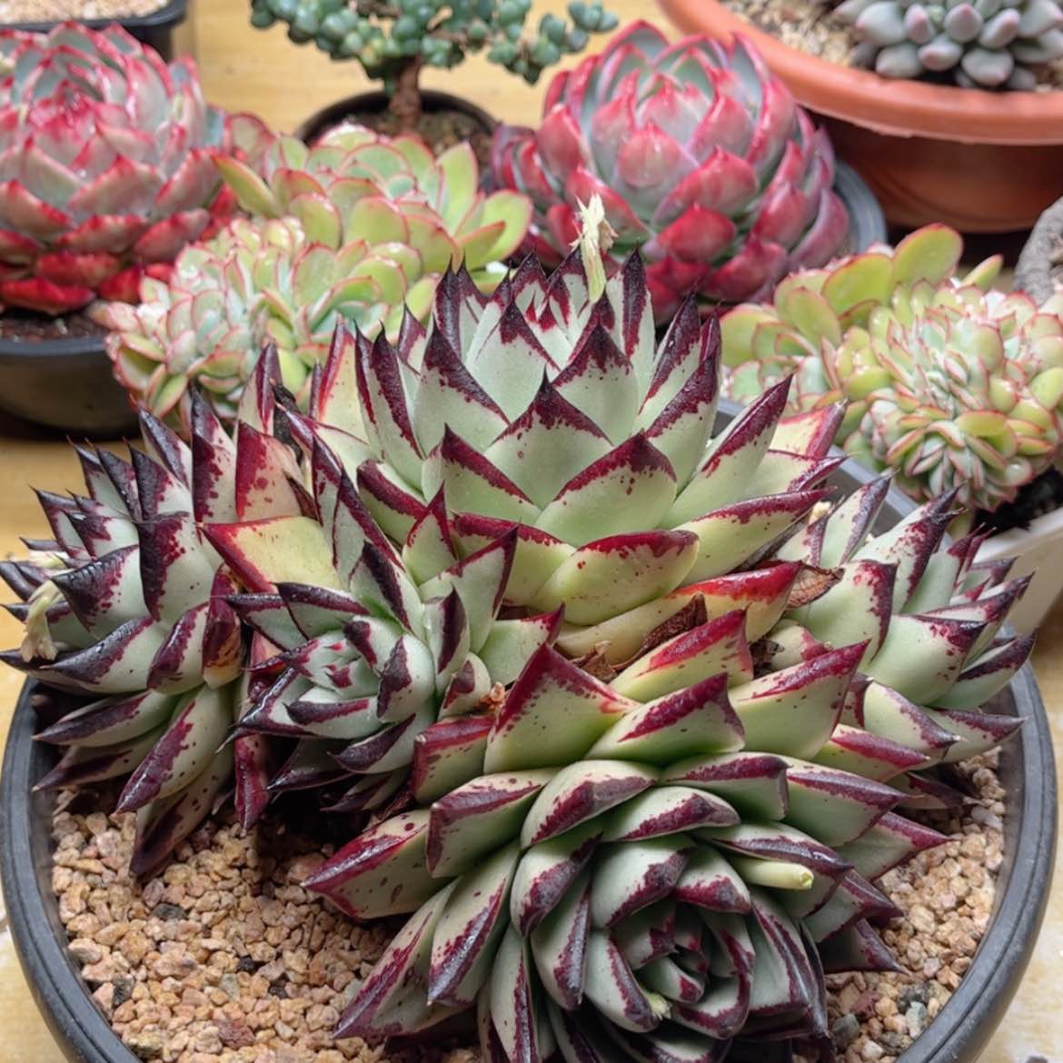 【闪购商品】2847乌木群