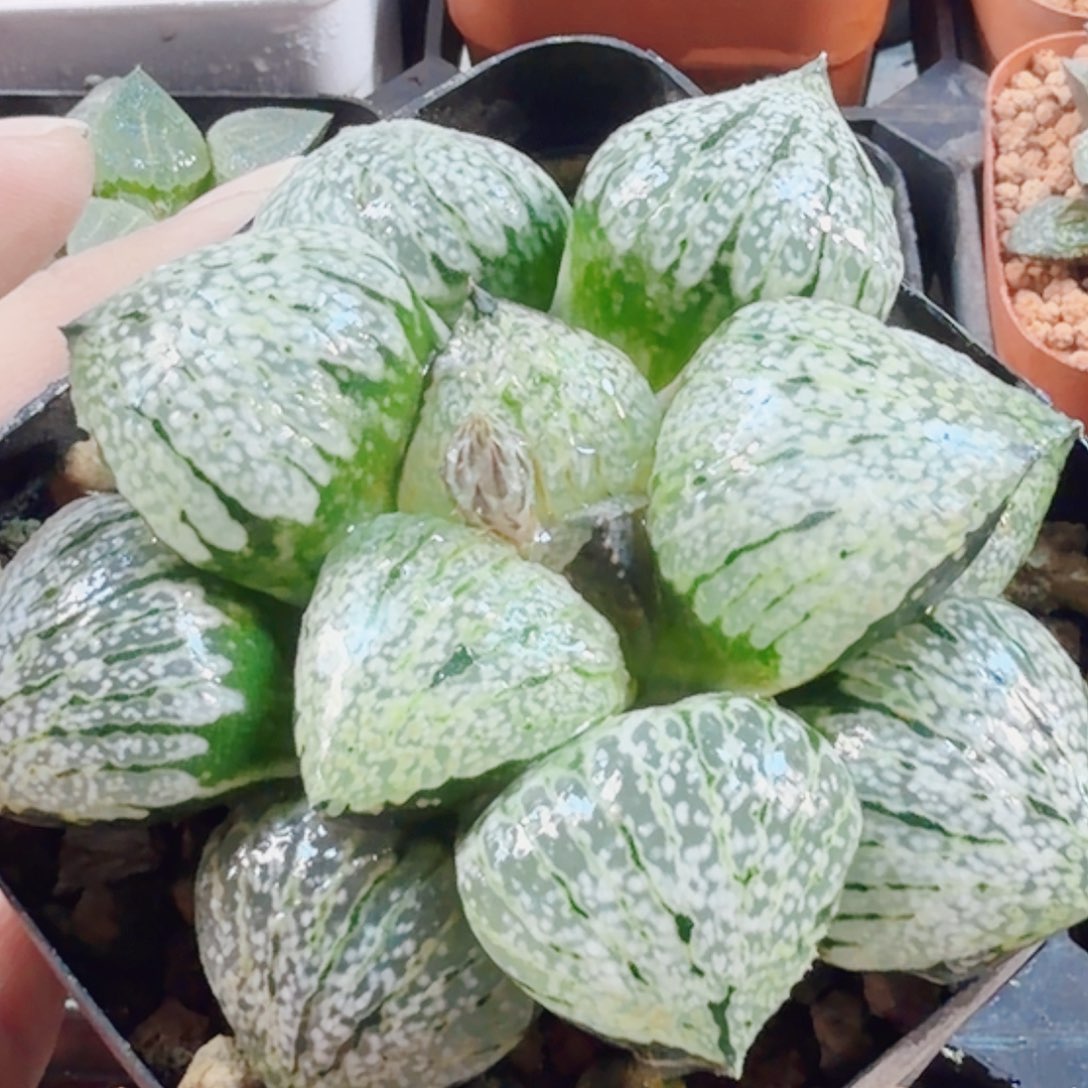 十二卷银沙大久保白银母本