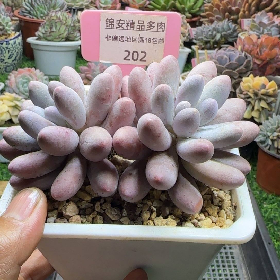 锦安精品多肉植物202