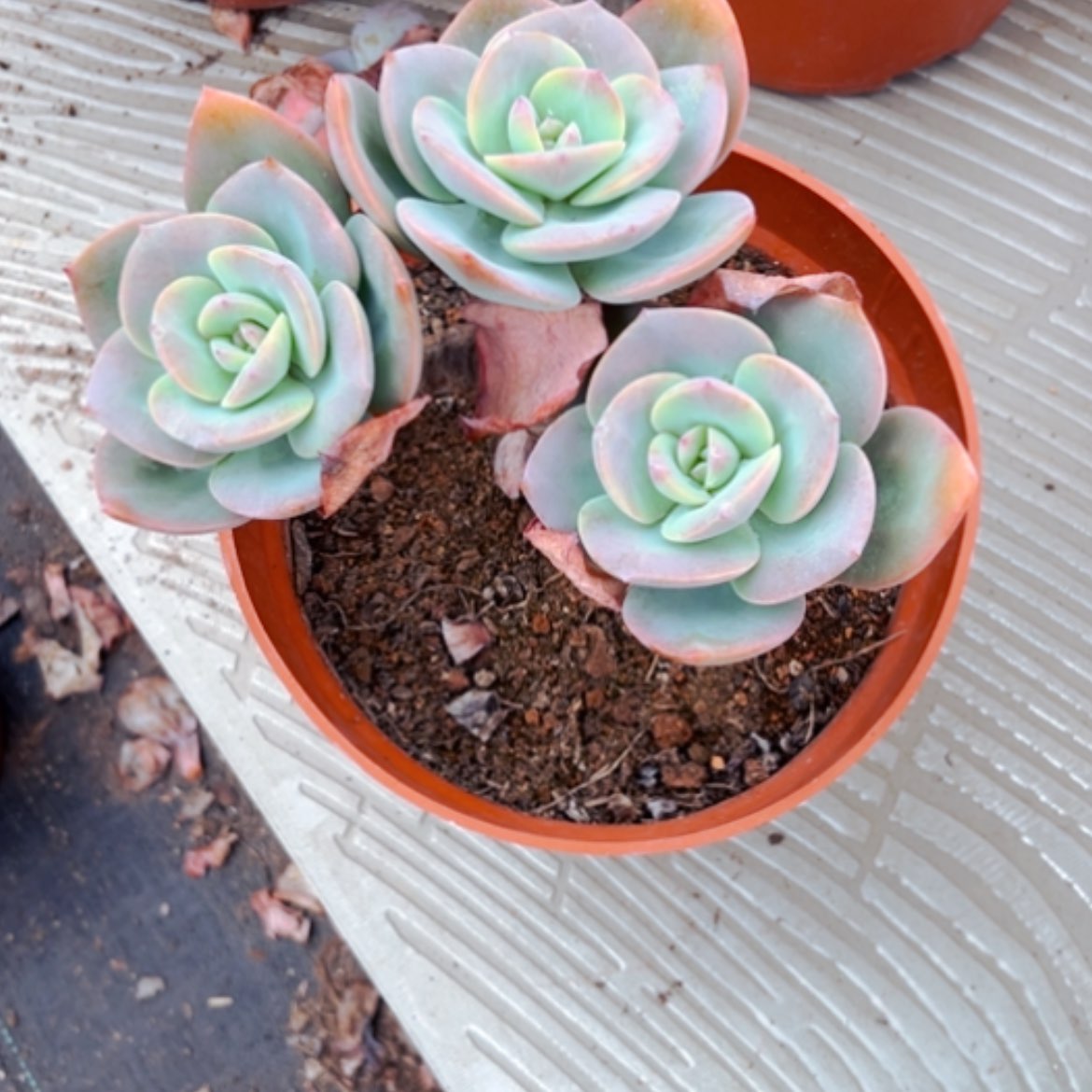 【闪购商品】毛*主凤