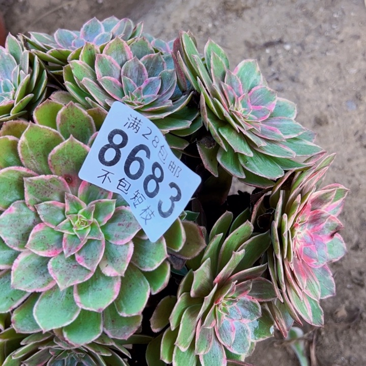 莲花座多肉植物法师8683