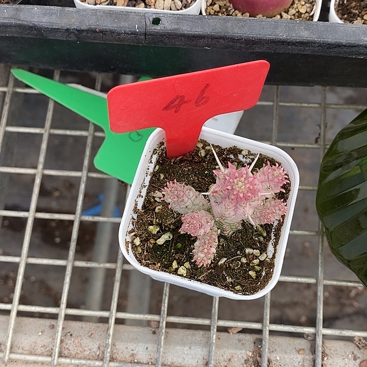 小***七漂亮仙人球一物一拍