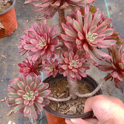 620紫霞仙子多肉植物