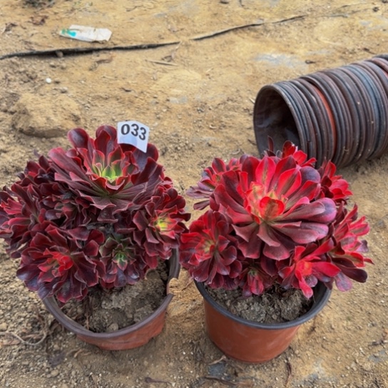 美杜莎2棵4号棚033多肉植物