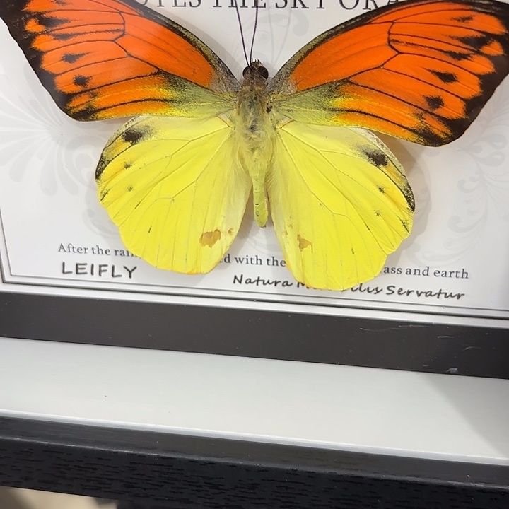 胖***m蝴蝶标本定制244@