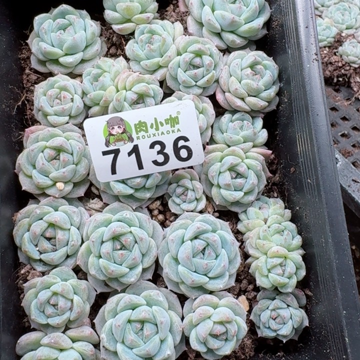 啾**糖多肉植物多肉植物