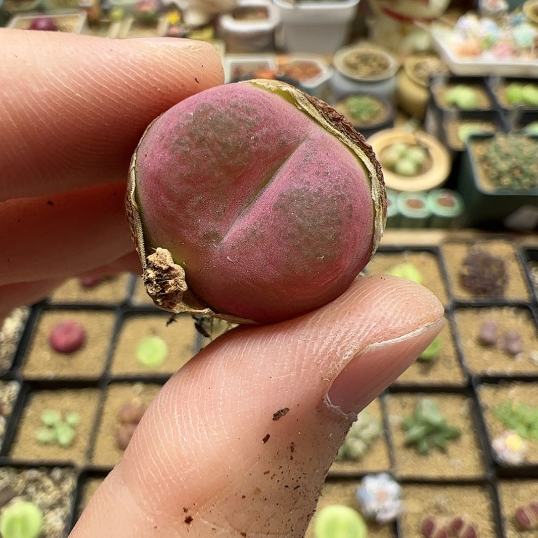 【闪购商品】73 粉毛