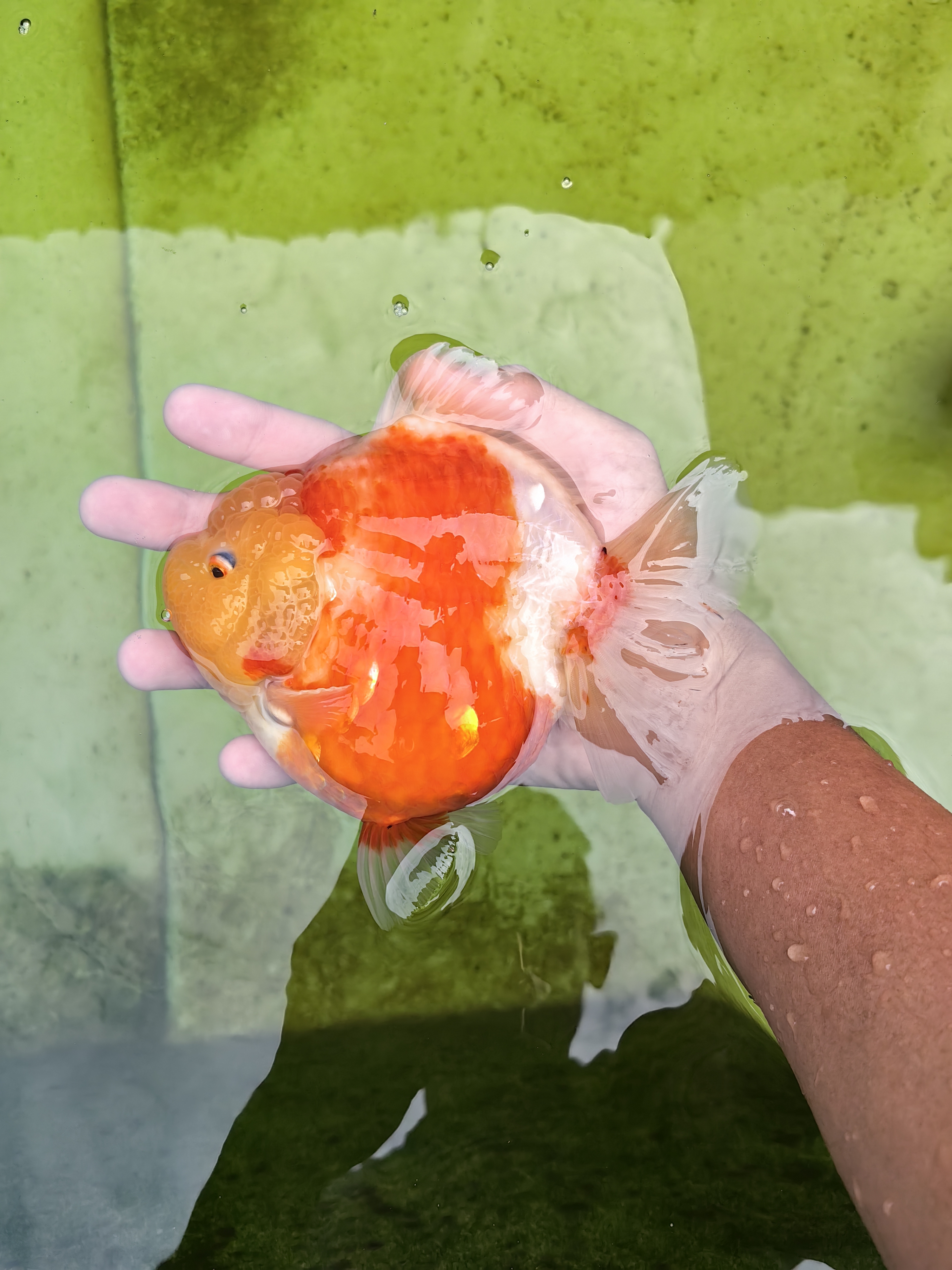 精品兰寿金鱼观赏鱼活体冷水鱼淡水鱼好养