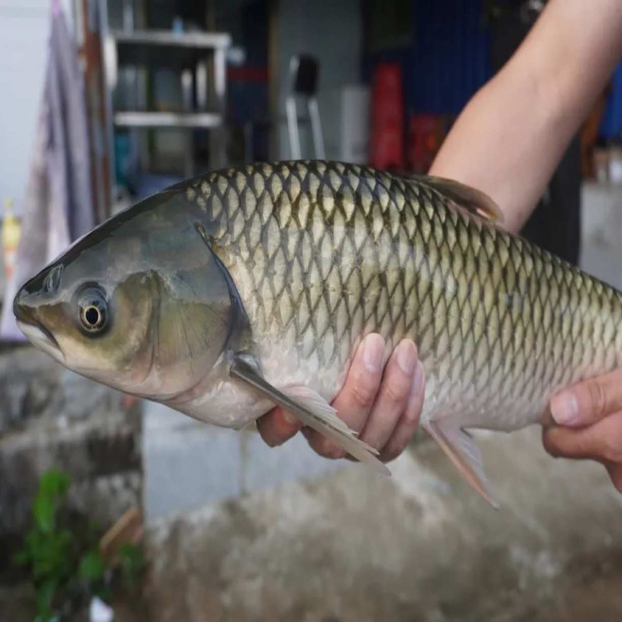 江西婺源生态养殖草鱼3斤起拍