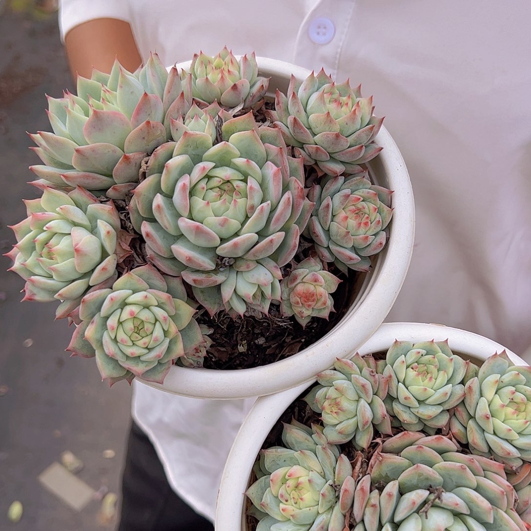 精控Tp 多肉植物