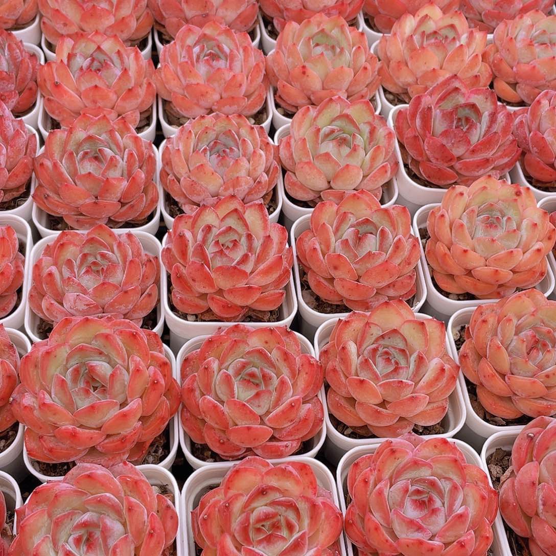 量拍8号 草莓杏仁单头一个