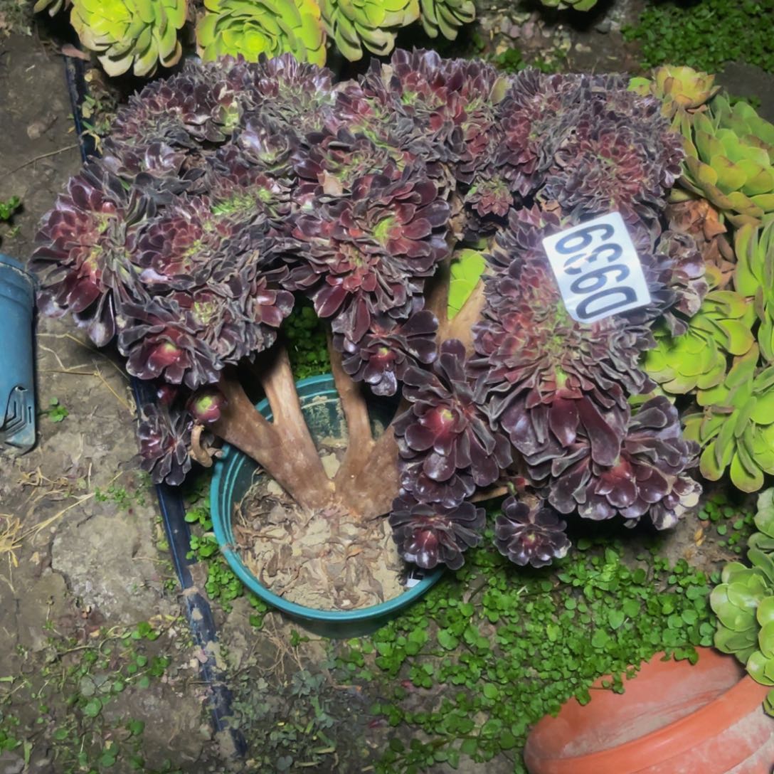 欧紫法师14/////37包邮