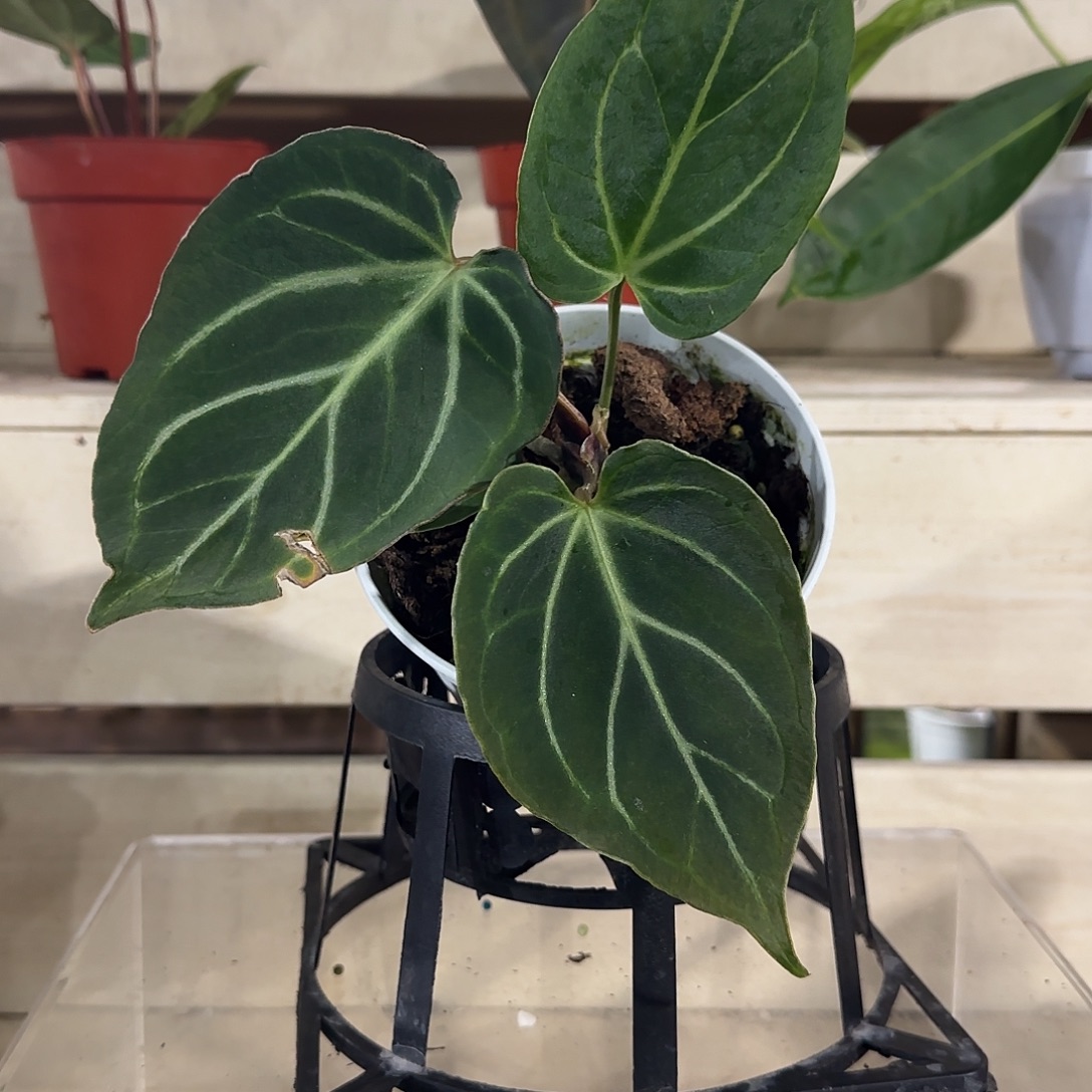 无花朵Kos杂花烛kos