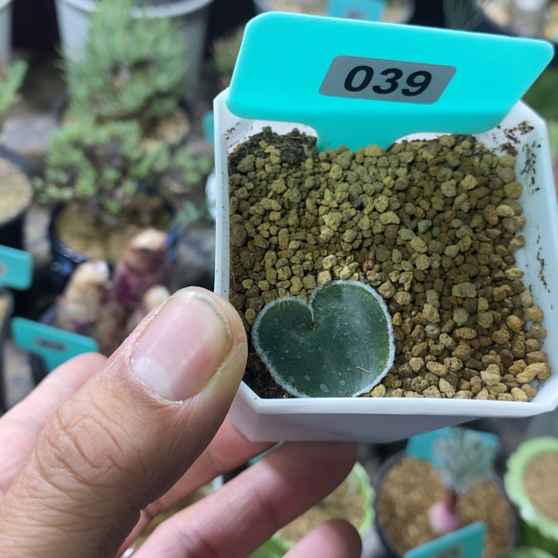 毛边爱心产地多肉植物