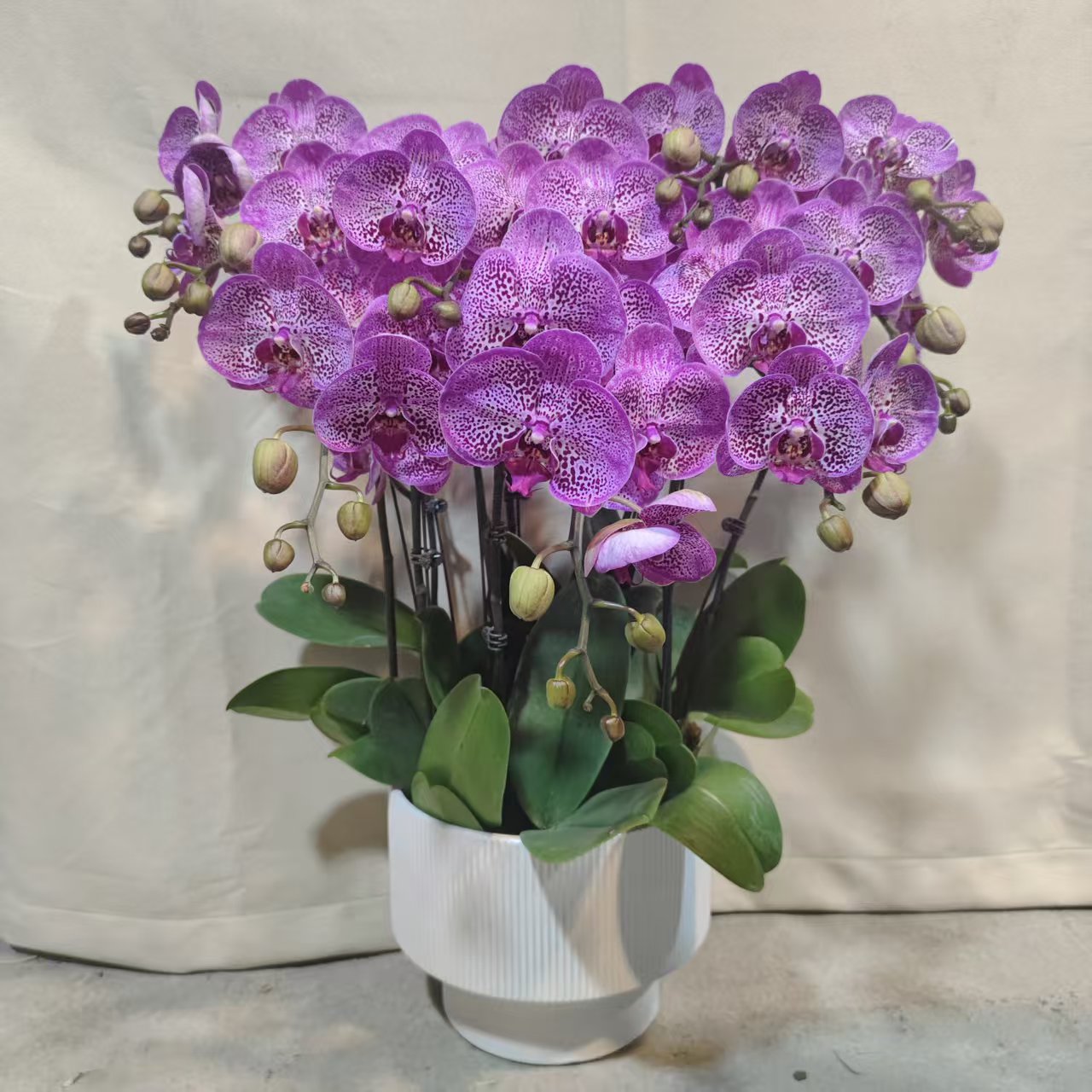 -【招财猫】蝴蝶兰 好养耐养花期长 苗情优质 基地直发